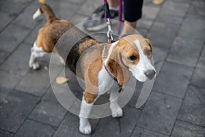 Beagle is a breed of hunting dogs bred in the UK