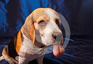 Beagle purebred dog photo sesion in studio photo