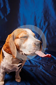 Beagle purebred dog photo sesion in studio photo