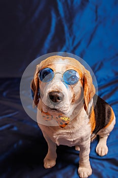 Beagle purebred dog photo sesion in studio photo