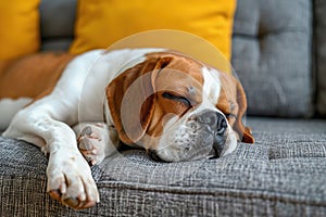 Beagle bulldog dog sleeping on cozy couch in living room