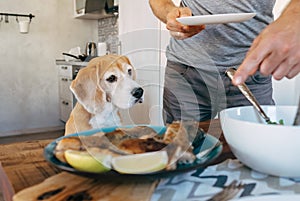 Beagle carefuly looking how the dinner prepare