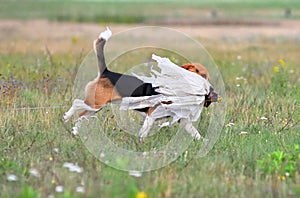 Beagle catching a bait