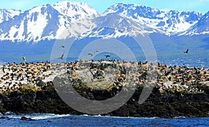 Beagle Channel, Birds Island