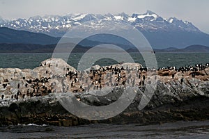 Beagle Channel sea-lion colony, Tierra del Fuego photo