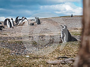 Beagle Channel Tierra del Fuego, Argentina