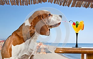 Beagle and cocktail