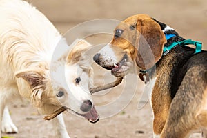 A beagle competing with a Border puppy for a stick