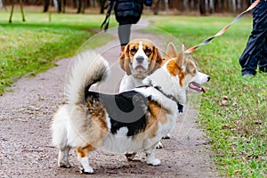 Beagle and corgi pembroken. Young energetic dog walks in the meadow.