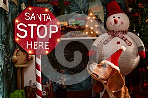 Beagle cute dog with Santa`s red hat and Stop sign lighted. Christmas background with presents