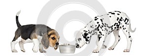 Beagle and Dalmatian puppies sniffing a bowl full