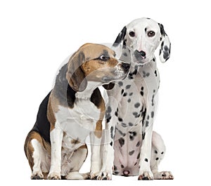 Beagle and Dalmatian sitting, isolated