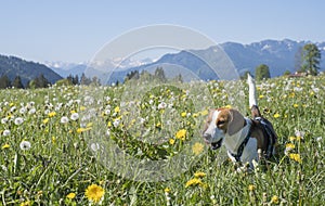 Beagle with dandelion