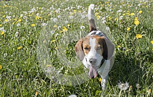 Beagle with dandelion