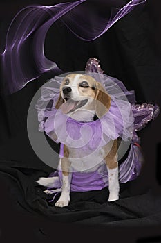 Beagle disguised as fairy photo