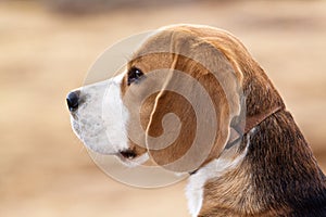 Beagle dog photo