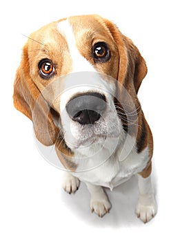 Beagle dog photo