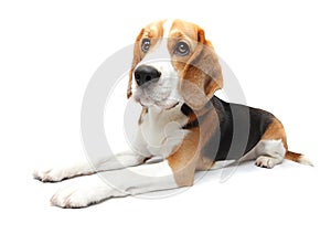 Beagle dog photo