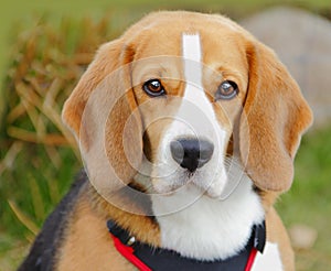 Beagle dog