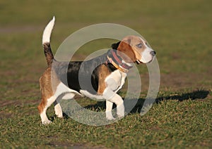 Beagle - dog