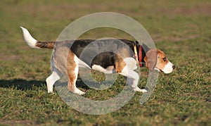 Beagle - dog