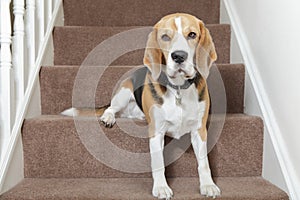 Beagle dog