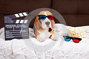 A beagle dog in 3d glasses is lying on the couch and watching a movie