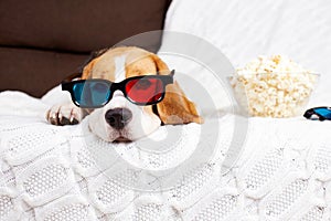 A beagle dog in 3d glasses is lying on the sofa and watching a movie