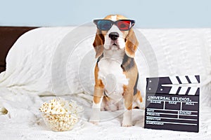 The beagle dog in 3d glasses is sitting on the sofa
