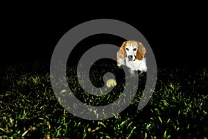 Beagle dog