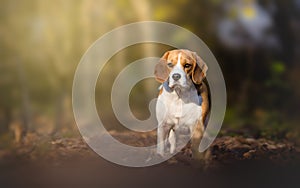 Beagle dog