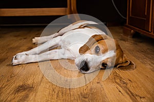 Beagle Dog Adult lying on wooden floor at home