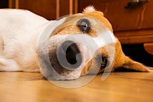 Beagle Dog Adult lying on wooden floor at home