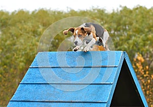 Beagle dog on agility training