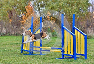 Beagle dog on agility training
