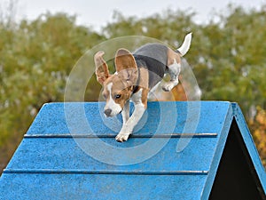 Beagle on dog agility trial