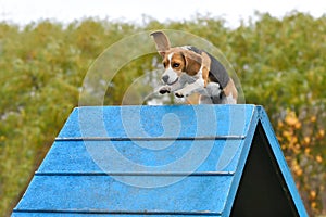 Beagle on dog agility trial