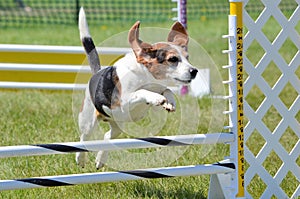 Beagle at a Dog Agility Trial