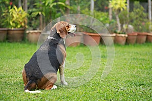 Beagle dog alone at home