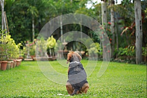 Beagle dog alone at home