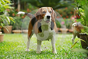 Beagle dog alone at home
