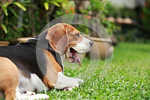 Beagle dog alone at home