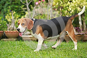 Beagle dog alone at home