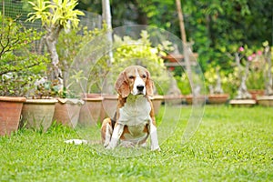 Beagle dog alone at home