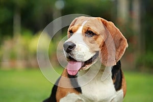 Beagle dog alone at home