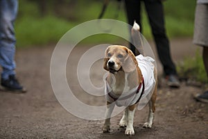 Beagle dog, ARAI, Pune, Maharashtra, India