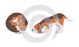 Beagle Dog as Scent Hound Breed with Brown Marking and Large Long Ears Cuddling and Smelling Vector Set