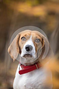 Beagle dog in the autumn forest