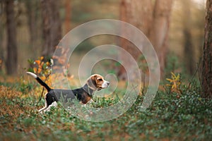 beagle dog in autumn forest. Puppy for a walk in leaf fall