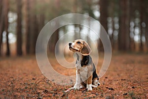 beagle dog in autumn forest. Puppy for a walk in leaf fall